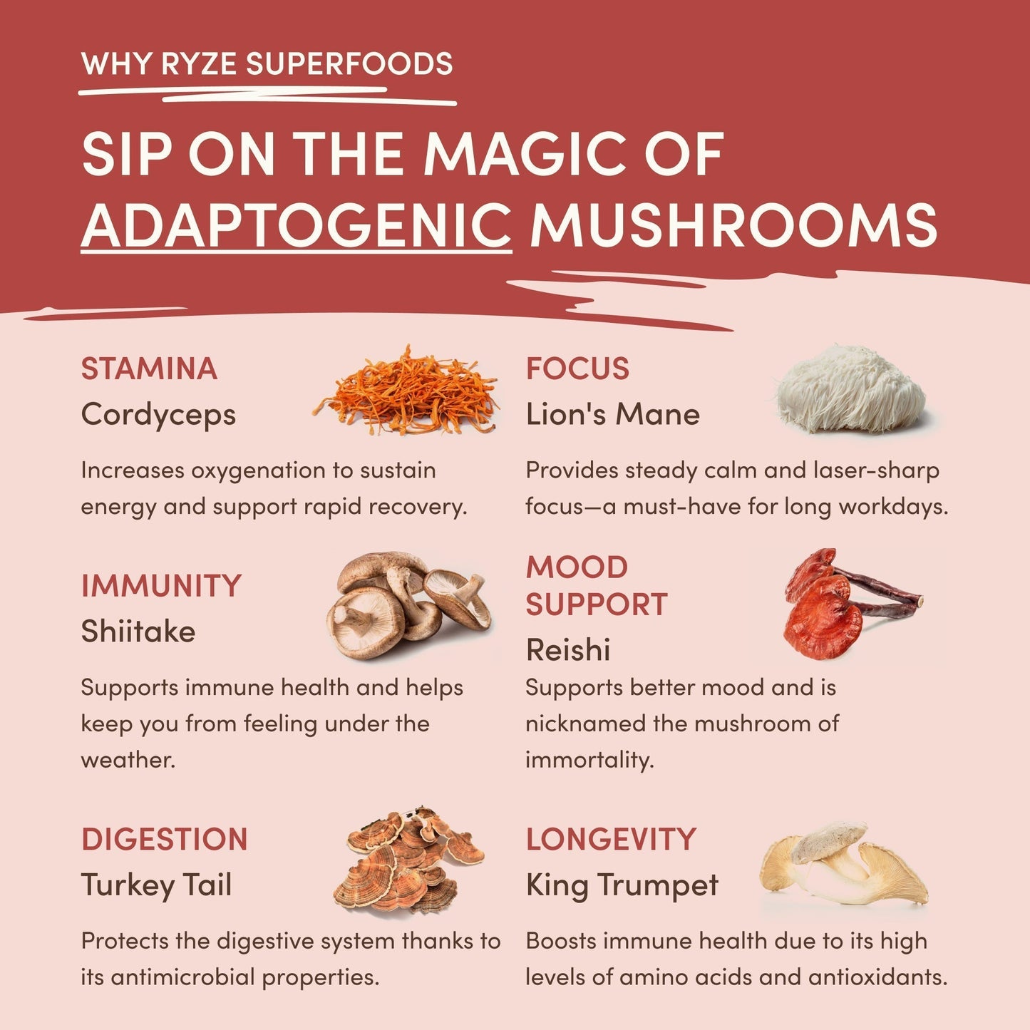 Mushroom Chai 69 wq ca