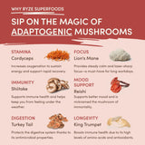 Mushroom Chai 69 wq y7